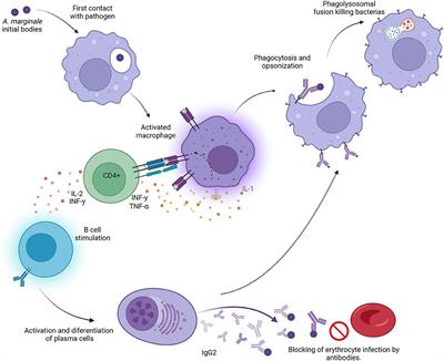 Bovine Anaplasmosis: Will there ever be an almighty effective vaccine?